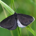 Schwarzspanner (Odezia atrata) 