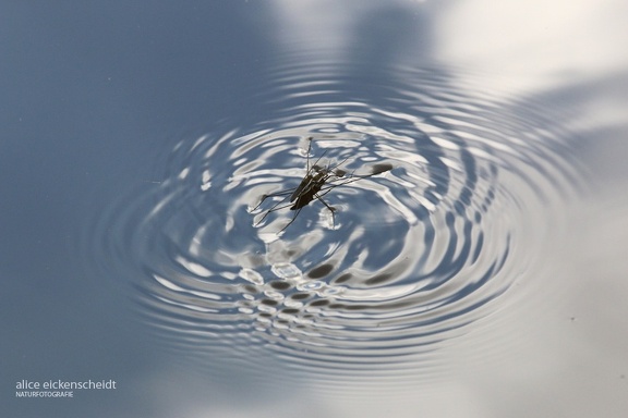 Wasserläufer (Gerris sp.)