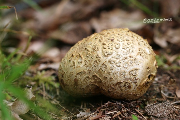 Dickschaliger Kartoffelbovist (Scleroderma citrinum)