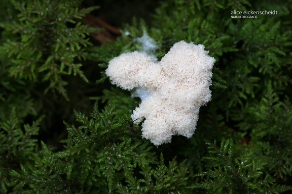 Weiße Lohblüte (Fulgio candida)