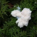 Weiße Lohblüte (Fulgio candida)