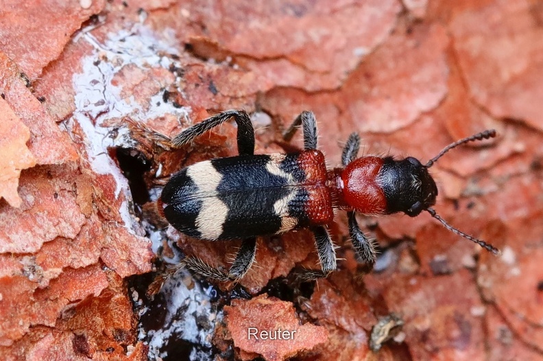 Ameisenbuntkäfer (Thanasimus formicarius)