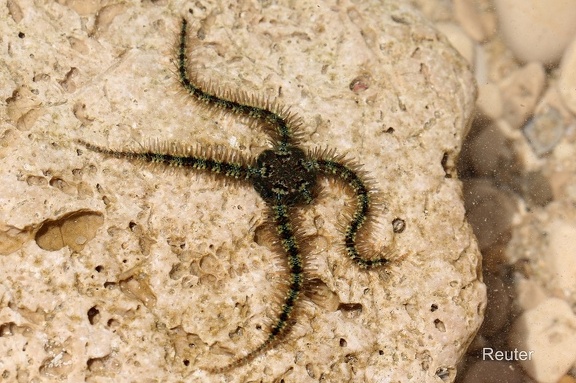 Schlangenstern (Ophiuroidea sp.)