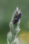 Dunkler Fliegenkäfer (Cantharis obscura)