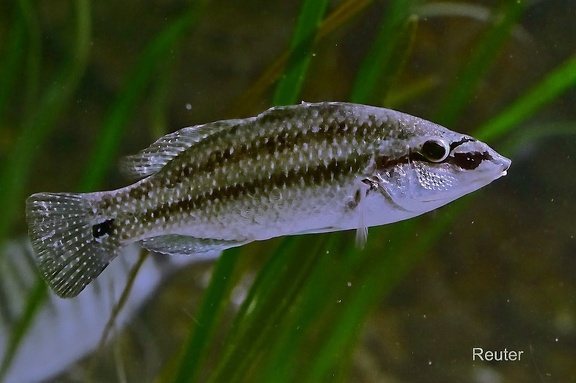 Pfauen-Lippfisch (Symphodus tinca)