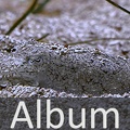 Album Kopffüßer <!--hidden-->