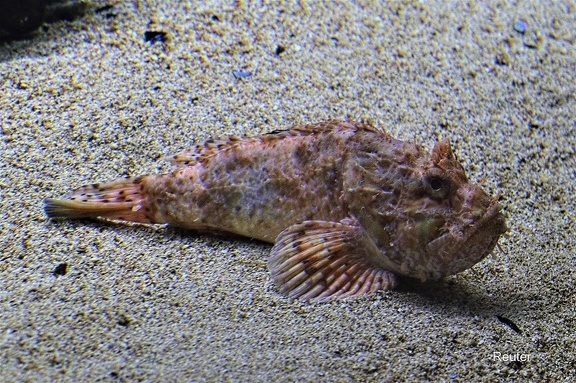Großer Roter Drachenkopf (Scorpaena scrofa)