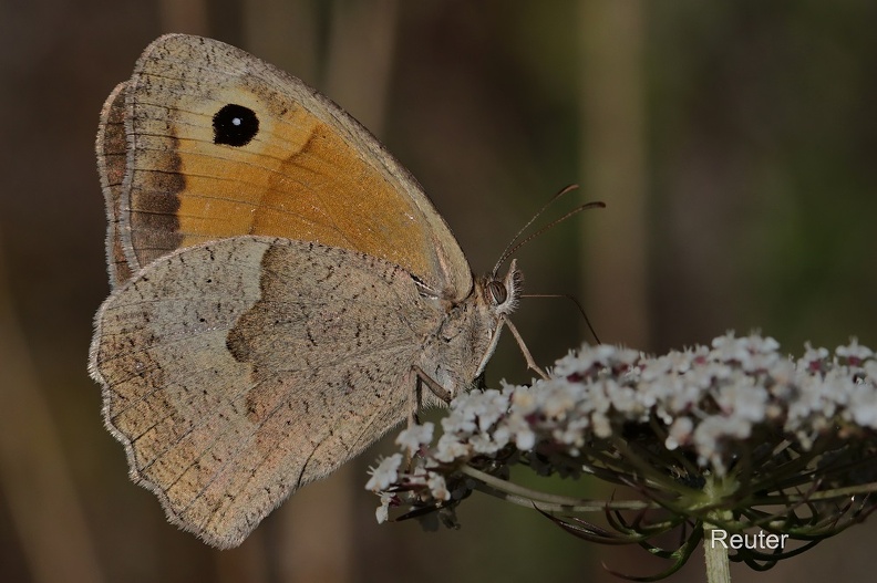 Großes Ochsenauge - Meadow Brown (Maniola jurtina)
Foto: Karl Reuter
Ort: Loborika, Kroatien
Kamera: Canon EOS 80 D, EF 100 mm 1:2,8 L IS USM (Canon)
Großes Ochsenauge (Maniola jurtina).jpg