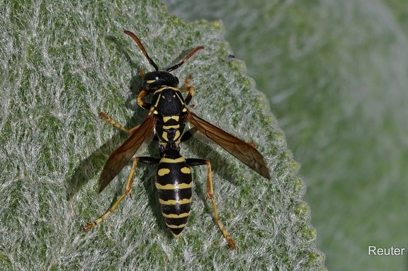 Gallische Feldwespe (Polistes dominula)