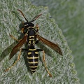 Gallische Feldwespe (Polistes dominula)