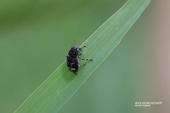 Weißrüssliger Breitrüssler (Tropideres albirostris)