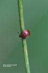 Brauner Glanzkäfer (Cychramus luteus)