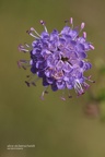 Gewöhnlicher Teufelsabbiss (Succisa pratensis)