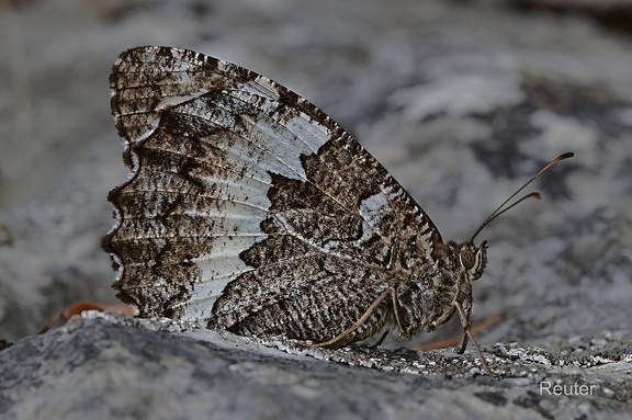 Weißer Waldportier (Brintesia circe)