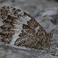 Weißer Waldportier (Brintesia circe)