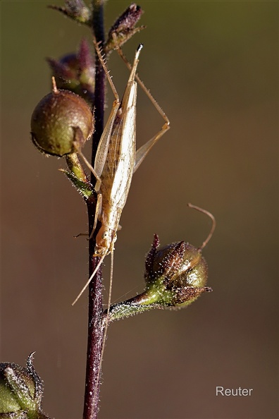 Weinhähnchen (Oecanthus pellucens)