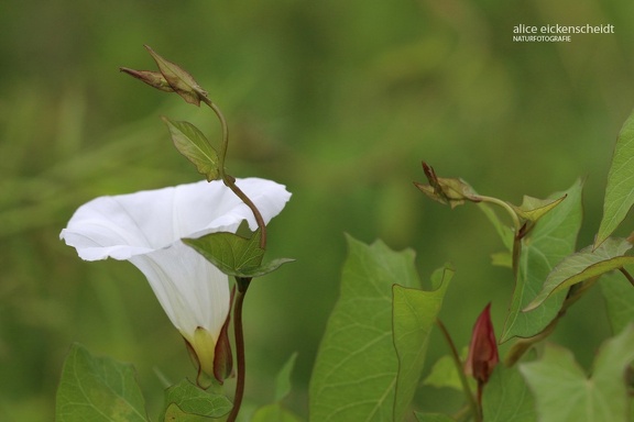 Echte Zaunwinde (Calystegia sepium)