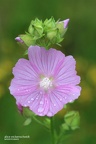 Moschus-Malve (Malva moschata)