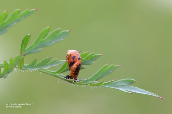 Asiatischer Marienkäfer (Harmonia axyridis)