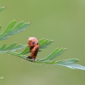 Asiatischer Marienkäfer (Harmonia axyridis)