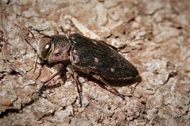 Goldgruben-Eichenprachtkäfer (Chrysobothris affinis)