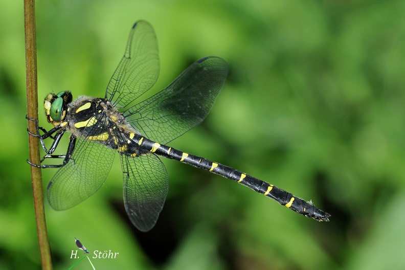 Gestreifte Quelljungfer (Cordulegaster bidentata)