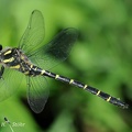 Gestreifte Quelljungfer (Cordulegaster bidentata)