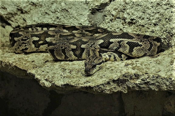 Südliche Madagaskarboa (Acrantophis dumerili)