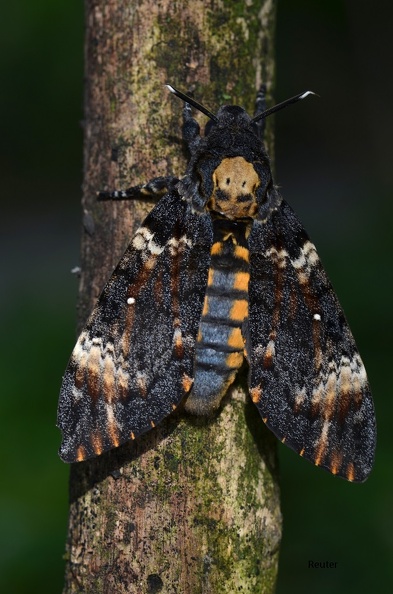 Totenkopfschwärmer - Death\\\\\\\'s Head Hawk Moth (Acherontia atropos).jpg