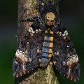 Totenkopfschwärmer (Acherontia atropos)