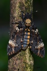 Totenkopfschwärmer (Acherontia atropos)