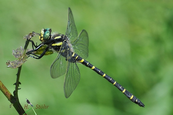 Zweigestreifte Quelljungfer (Cordulegaster boltonii)