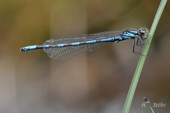 Sibirische Azurjungfer (Coenagrion hylas)