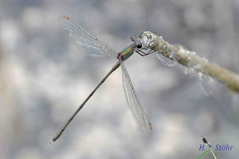 Gemeine Weidenjungfer (Chalcolestes viridis)