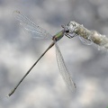 Gemeine Weidenjungfer (Chalcolestes viridis)