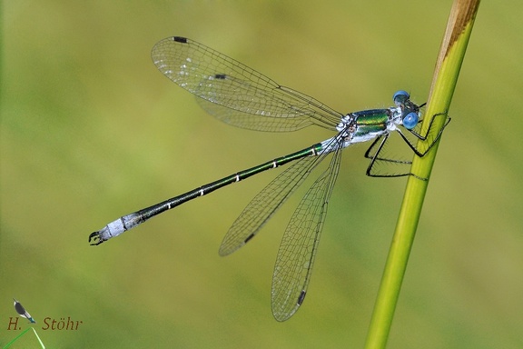 Glänzende Binsenjungfer (Lestes dryas)