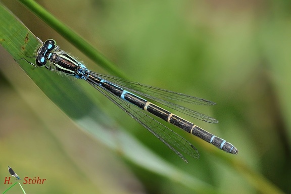 Gabel-Azurjungfer (Coenagrion scitulum)