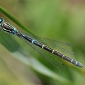 Gabel-Azurjungfer (Coenagrion scitulum)