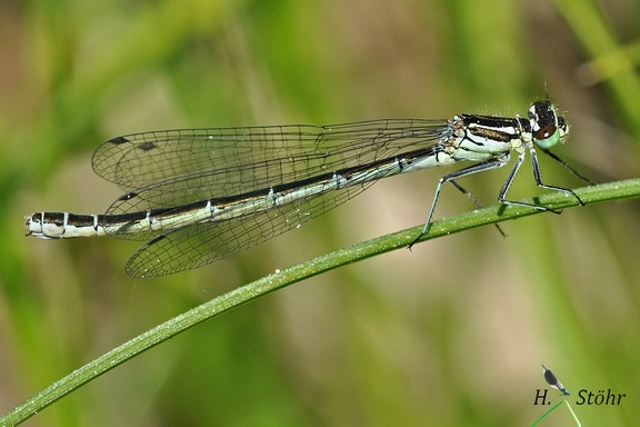 Speer-Azurjungfer (Coenagrion hastulatum)