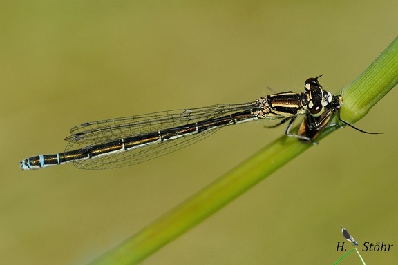 Helm-Azurjungfer (Coenagrion mercuriale)