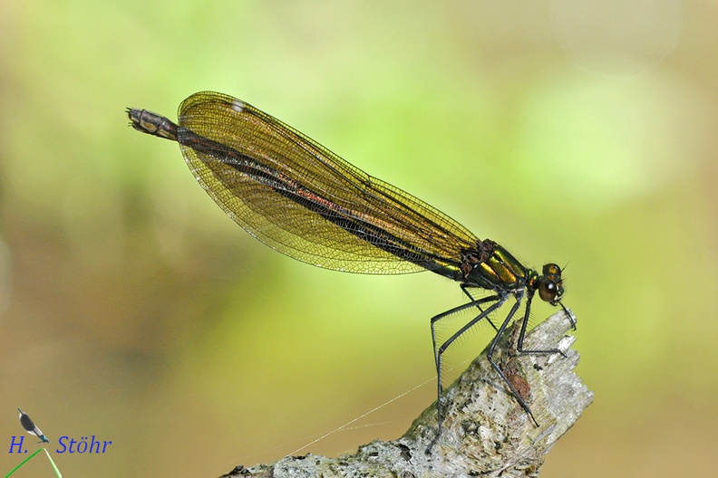 Blauflügel-Prachtlibelle (Calopteryx virgo)