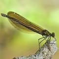 Blauflügel-Prachtlibelle (Calopteryx virgo)