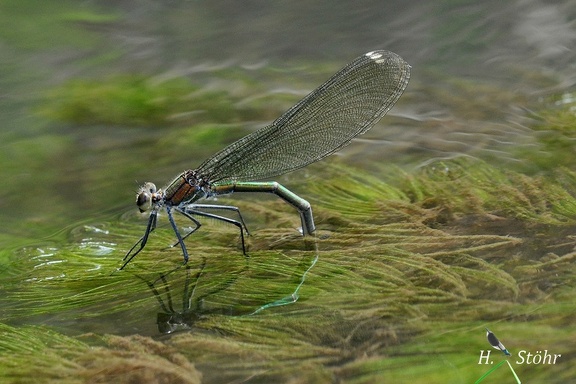 Gebänderte Prachtlibelle (Calopteryx splendens)