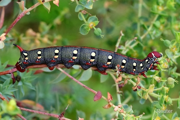 Wolfsmilchschwärmer (Hyles euphorbiae) 