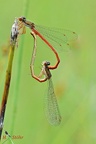 Zarte Rubinjungfer (Ceriagrion tenellum)