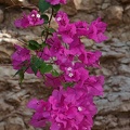 Bougainvillea (Bougainvillea spectabilis)