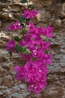 Bougainvillea (Bougainvillea spectabilis)