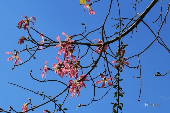 Florettseidenbaum (Ceiba speciosa)