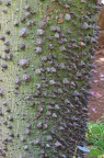 Florettseidenbaum (Ceiba speciosa)
