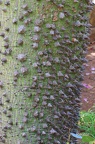 Florettseidenbaum (Ceiba speciosa)